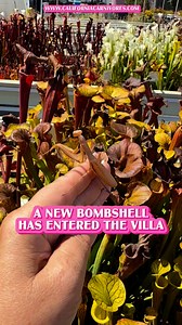 Every season brings new insects and critters to our nursery ecosystem. In the fall, we always see tons of praying mantids. They stalk their prey across the lids of the Sarracenia pitchers, mate and lay their eggs, all without getting eaten by the carnivorous plants! www.CaliforniaCarnivores.com | California Carnivores