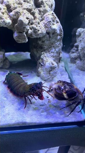 Nobody Can Overlook Mantis Shrimp