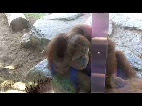 Monkey sticks finger up another monkey's butt