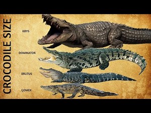 10 Largest Crocodiles In The World Size Comparison