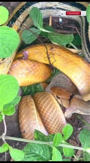A Wild Snake’s Relentless Hunt #SnakeHunting,#NaturePredator,#WildStrike,#SerpentFeeding
