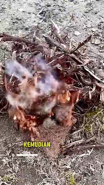 Proses pembuatan arang dari kayu