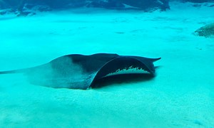 10 Fascinating Facts About Stingrays
