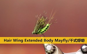 飞蝇绑制 蜉蝣飞蝇 hair wing extended body mayfly 浮水飞蝇毛钩