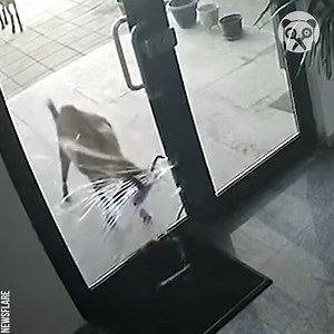 11K views · 39 reactions | Goat headbutts and shatters shop's glass door | Earth Wonders | Facebook