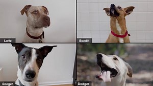 11K views · 237 reactions | Now this is a Zoom call you would never mind being a part of. Pedigree is hosting virtual dog adoption zoom calls, allowing consumers to meet and adopt a new pet, while practising social distancing. | Mad over Marketing (M.O.M) | Facebook