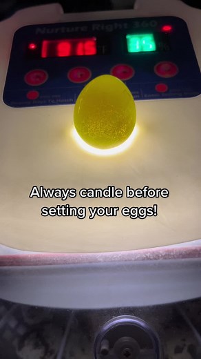 Candling Quail Eggs: A Vital Step for Incubation Success