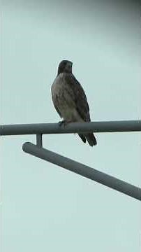 Secrets of Veteran Redtail Hawks Revealed #falconry #shorts #wildliferescue