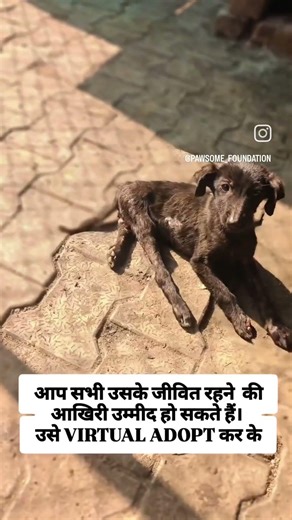 #pup #dogs #handicapped #hope #love #care #nature #seva #animalsanctuary #sevamarg #bhairav