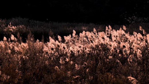 Reed, Wind, Riverside. Free Stock Video