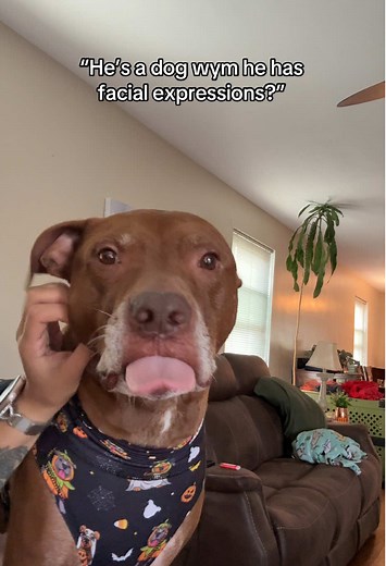 Opie the Pitbull: Expressive Emoji Faces