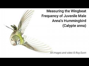Analyzing Hummingbird wing beats