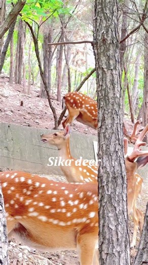 Weird deer sounds #funny #deer #fyp #animals #sounds