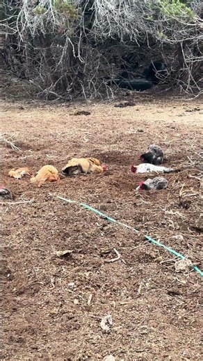Chickens Enjoy a Fresh Dust Bath 🐔