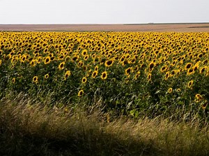 Grilled Sunflowers Are Taking Over TikTok – Would You Eat One?