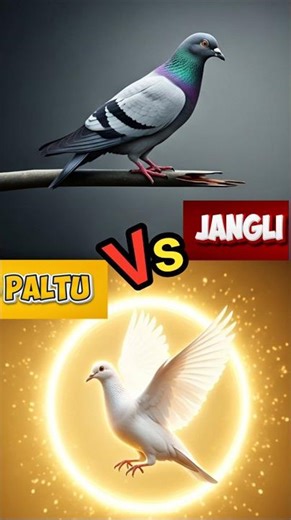 Yeh Experiment Karna Kabootar Ke Saath ✅️ 💯 #pigeon #kabutar #kabutarlover #pigeonlover #pigeoncare