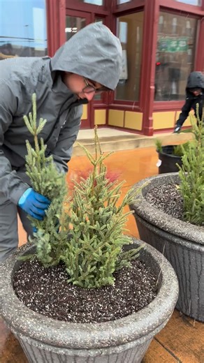 Red Wing is starting to sparkle. This week our team dressed the downtown and West End District planters for the season, and the whole city felt a little more like the holidays. Take a stroll during the Holiday Stroll the day after Thanksgiving and enjoy the magic — vintage windows, lights, evergreens, and hometown cheer. Before you head downtown, stop out to Sargent’s and stock up on your own holiday greens—or gift cards—during our Black Friday Gift Card Sale — the season starts here! | Sargent'