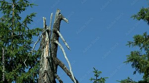 Fir forest: split broken trunk and crown of young trees against the blue sky.