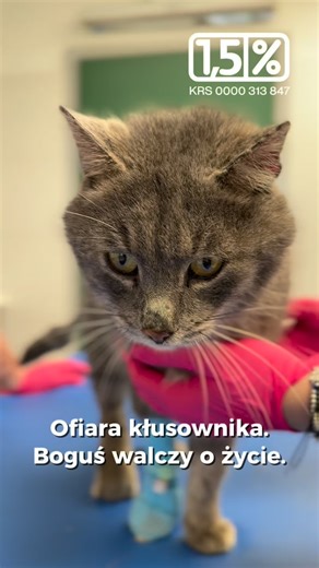 Fundacja ADA on Instagram: "POMÓŻ! https://pomagam.pl/ratujbogusia Bestia ludzka wnyki i krytyczny stan. Cierpienie nie ma skali, to dramat 🙏 Boguś błaga o serce. 1,5% podatku: KRS 0000313847 📲 BLIK: 733 300 285 Uratuj Zwierzęta 🙏: https://fundacja-ada.org.pl/chce-pomoc/#wplata 💚 Ustaw stałą pomoc lub dorzuć symboliczną wpłatę, razem zmieniamy ich świat na lepszy. Fundacja ADA 💳 Santander Bank Polska S.A 27 1500 1634 1216 3005 4390 0000 (w tytule: darowizna) ➡️ Przelewy zagraniczne: Swift: