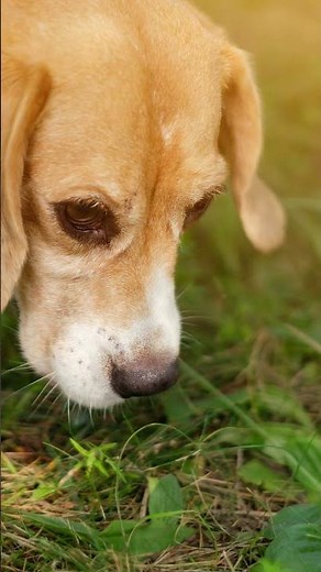 The Incredible Sense of Smell in Dogs