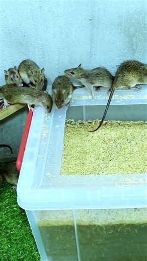 Best humane mouse trap idea easy to make #mousetrap #diy #mouse