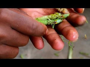 Preparing Locusts for Cooking