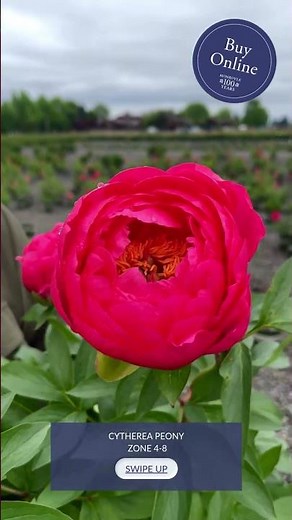 Cytherea Peony 🌸 Early Blooming Peony