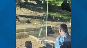 Western lowland gorilla breaks glass panel at San Diego Zoo
