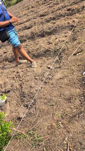 This is how far we have come with our ridges. I chose to highlight everyone on what Super Habanero Pepper is really. #creatorsearchinsights #agriculturestudent #agriculturelife #bankofagriculture #tundeednut