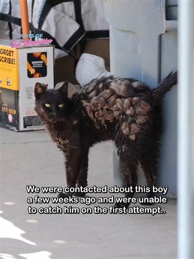 Great work!! And great song choice as well! 😻😻😻#rescue #rescuedog #rescueanimals #rescuedogs #rescuekitten #rescuedogsoftiktok #rescuehorse #rescued #rescuepuppy #rescuecats #animal #animals #animallover #animalrescue #animalcrossing #animalfriends #animalcrossingnewhorizons #animalkingdom #animalworld #animalfacts