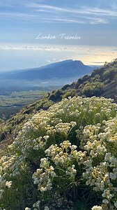 Bunga Edelweiss “Bunga Keabadian” | Lombok Traveler
