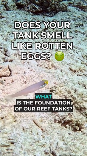 Does your tank smell like ROTTEN EGGS? 🤢 #reeftank #tankmaintenance #cleanupcrew | SaltwaterAquarium.com