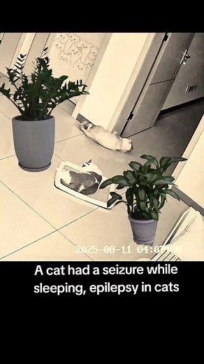 Understanding Epilepsy in Sleeping Cats