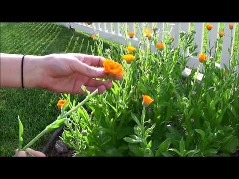 Harvesting Calendula