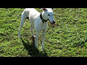 How to Maximize Your Whippet's Lifespan