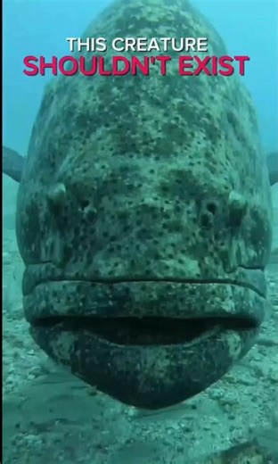 This Fish Makes the Ocean Look Small — Goliath Grouper #facts