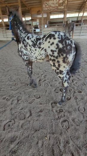 26K views · 1.2K reactions | Baby bootcamp is in full swing! #foundationappaloosa #appaloosa #foal #foalsof2023 #getspotted #horseranch #horsetraining #horsetrainer #horse #horses #equine #equestrian #horselife #barnlife #ranch | Jack Creek Appaloosas | Facebook