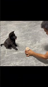 The Joy Of Keeping A Dog # My Family's Little Local Dog