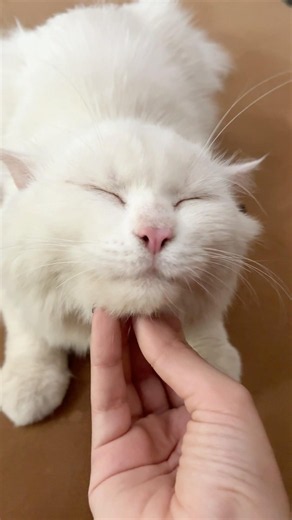 with this sacred treasure, I summon... TOFU #cat #shrots #funny