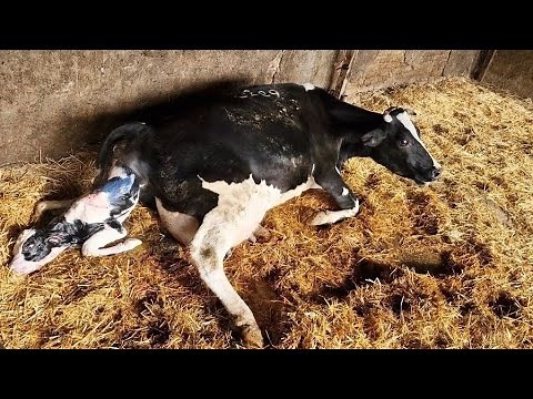 Witness the Miracle of Life – Cow Giving Birth Naturally!