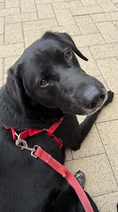 Kuma is #availableforadoption ! Our service area covers VA, MD, DC, PA, WV, DE and NC, with most dogs fostered in MD or VA (we do not provide a specific location, as a dog may move while in our care). To learn more about a dog and how to adopt, the first step is to complete an application at lab-rescue.org/adoption-process. An adoption coordinator will be assigned to answer your questions and guide you through the process. #labrescuelrcp #nobetteroptionthanadoption #availableforadoption #dmvdogs