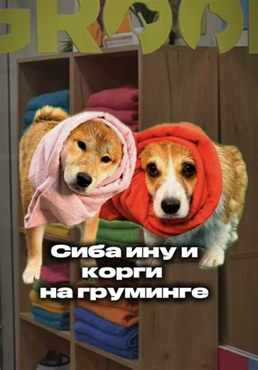 СИБА ИНУ И КОРГИ В ГРУМИНГ-САЛОНЕ #собаки #груминг #ереван #армения #armenia @groom_yerevan