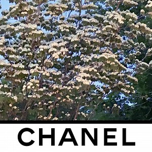 105 reactions | The Fall-Winter 2020/21 Ready-to-Wear collection will be presented on March 3rd. Live from Paris on Facebook. | CHANEL | Facebook