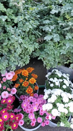 71K views · 1.5K reactions | Flower Mix on Reels | Facebook