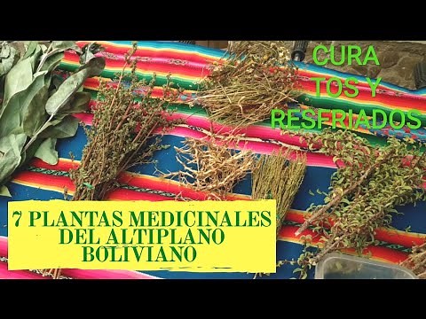 7 PLANTAS MEDICINALES DEL ALTIPLANO BOLIVIANO "CURA LA TOS Y RESFRIADOS"🌿🌱
