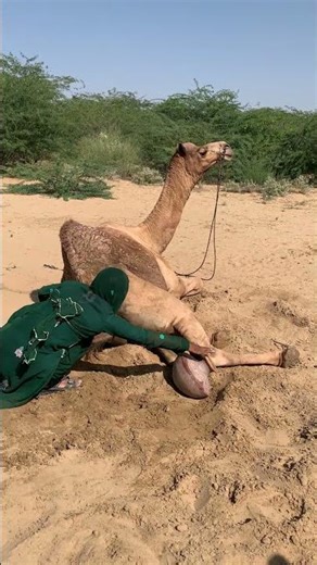 فتاة تحمل إناءً فخارياً خلف جمل.