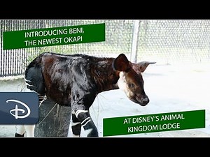 Beni The Baby Okapi Born at Disney’s Animal Kingdom Lodge | Walt Disney World