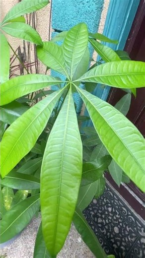 Money Tree Plant with seven leaves #luckyplant #houseplant