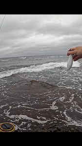 Breachway Bomber is a great surfcasting lure for casting distance alone #fishing #fishinglures #fishingtips | Fish RI