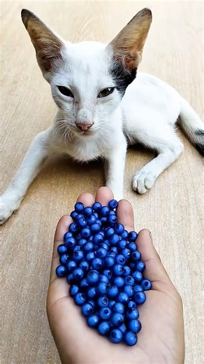 ASMR beads, reverse cat satisfying